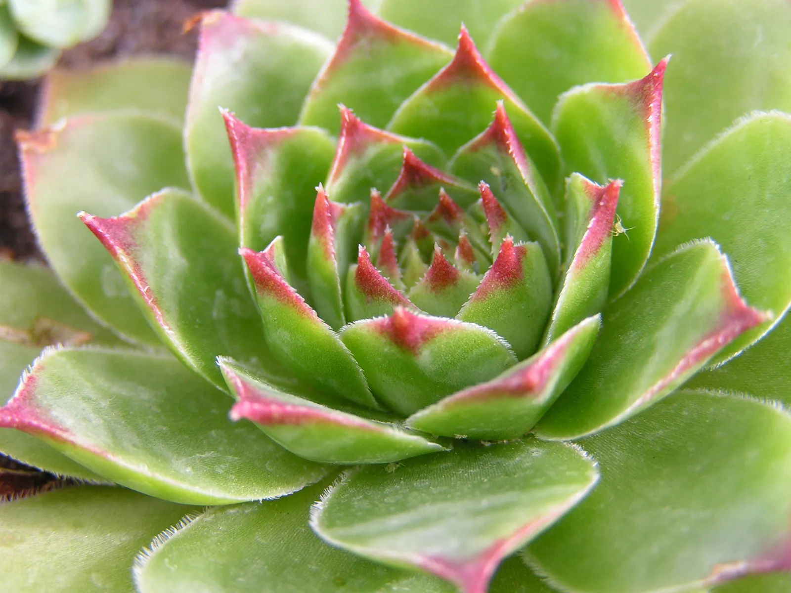 a succulent