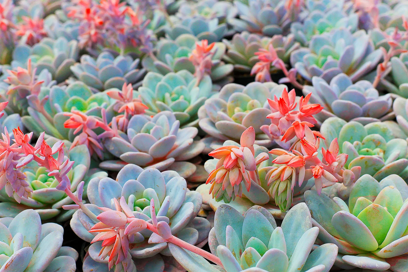 echeveria