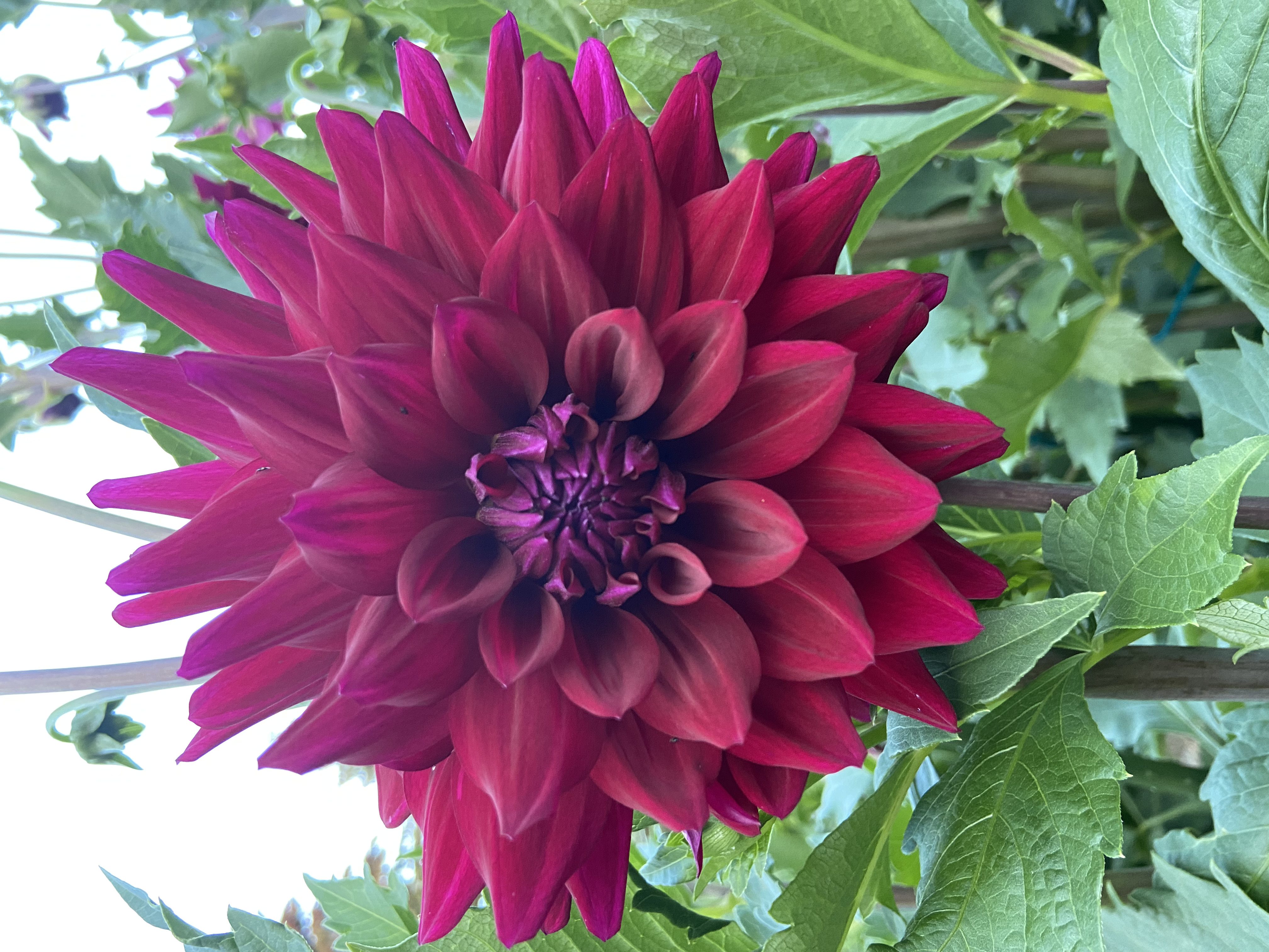 Dahlia Diva in Erie, PA